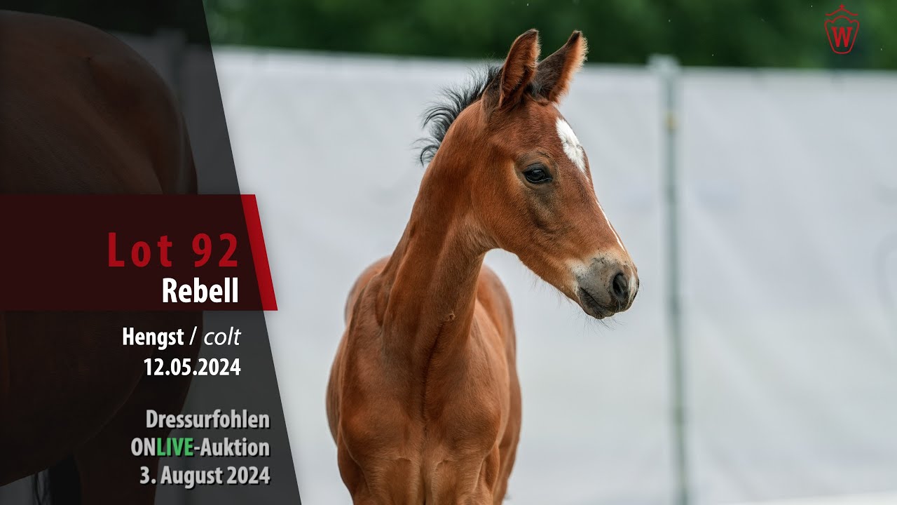 16_Dressurfohlen ONLIVE Auktion Lot 92 Rebell Hengst v. Raven - Ehrenpreis