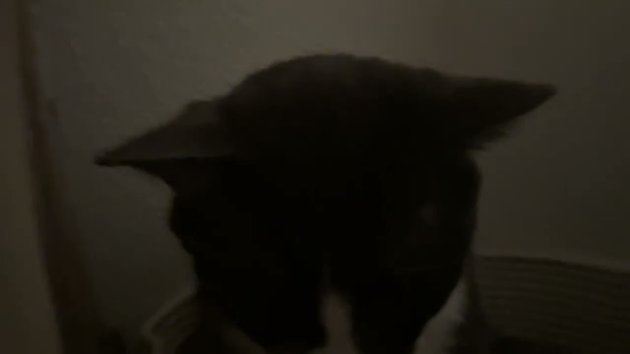 Fat cat moves spots