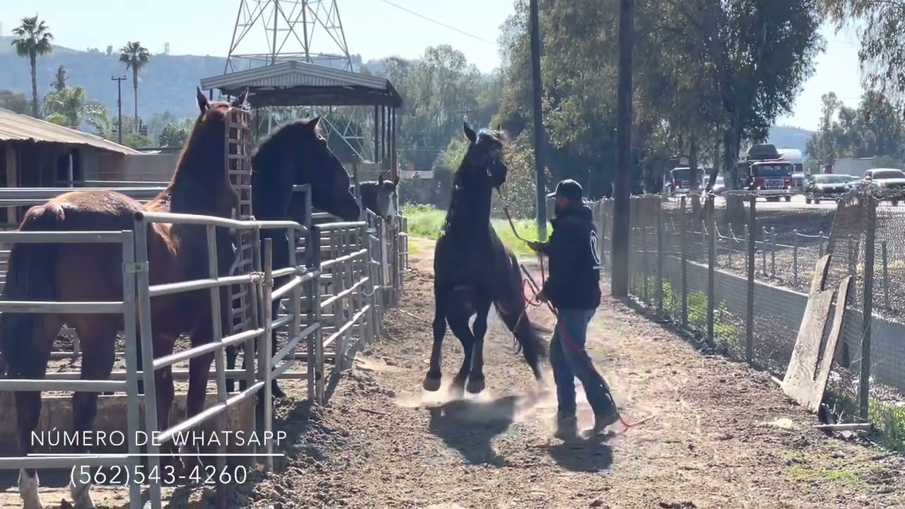 PARTE 3 Como trabajar un caballo garañón