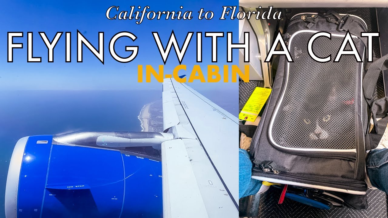 Flying across the USA with my cat (in cabin) | United Airlines