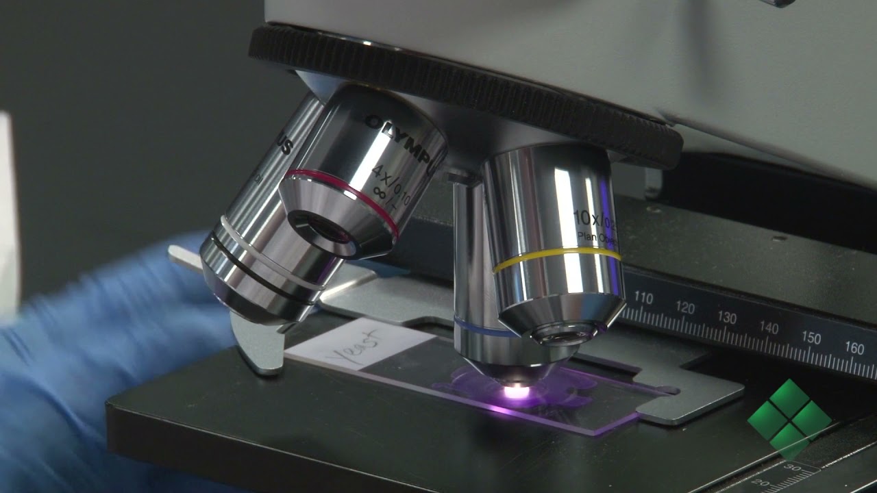 How to use a Compound Microscope