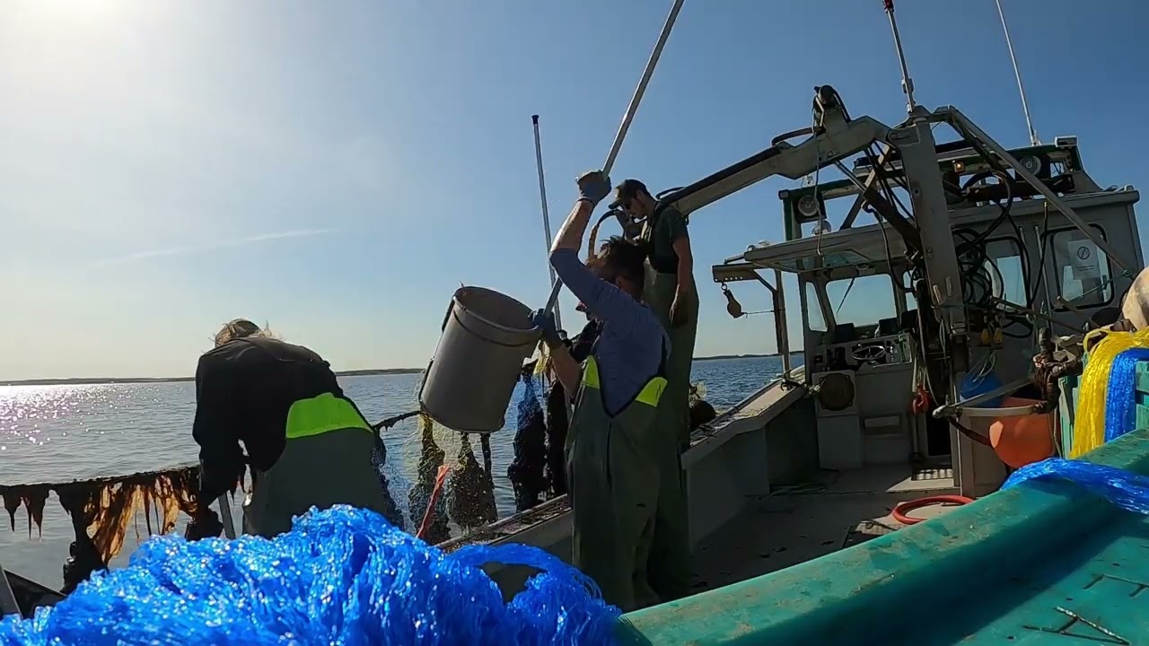 Double Socking, Mussel Farming