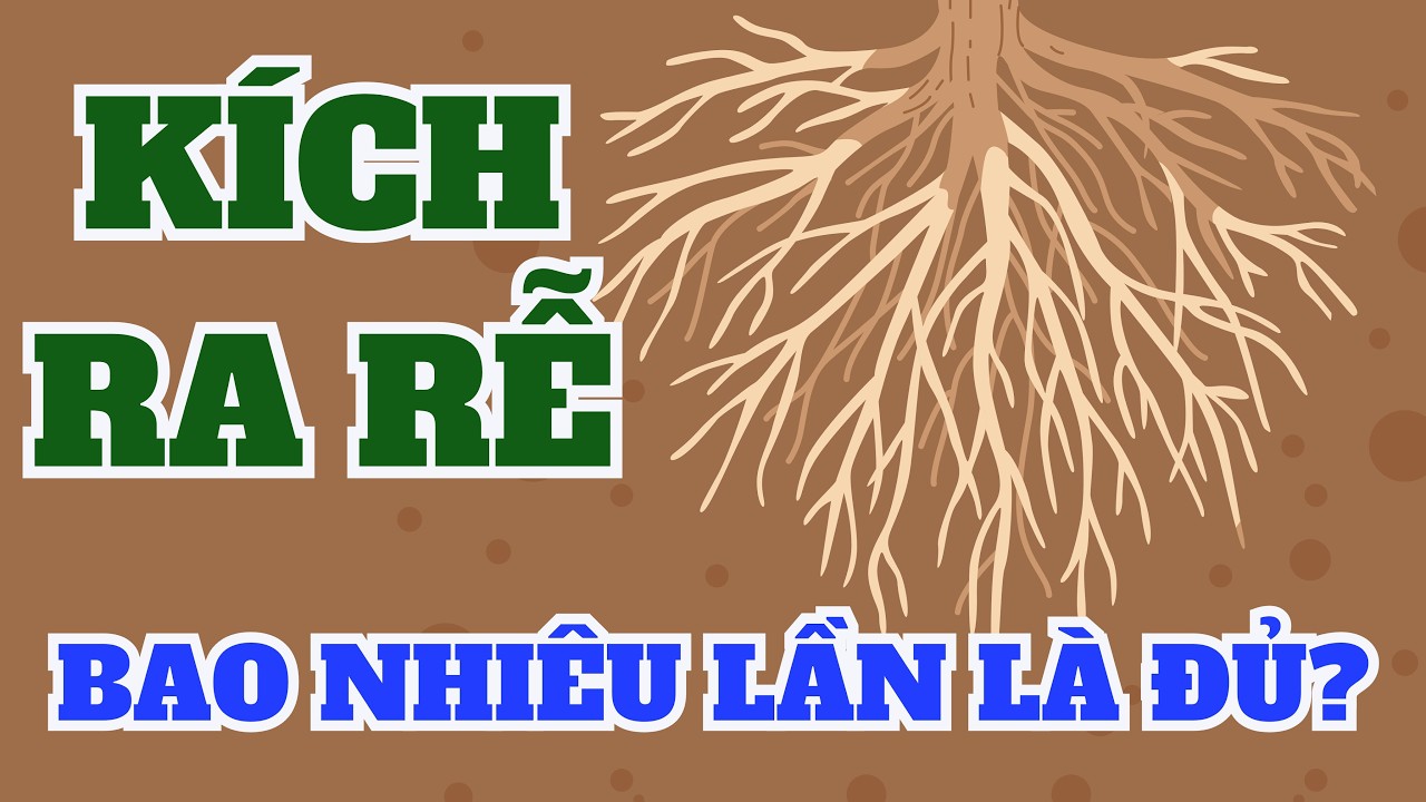 Kích rễ tạo rễ bao nhiêu lần là đủ? Giai đoạn nào của cây trồng có thể kích rễ?
