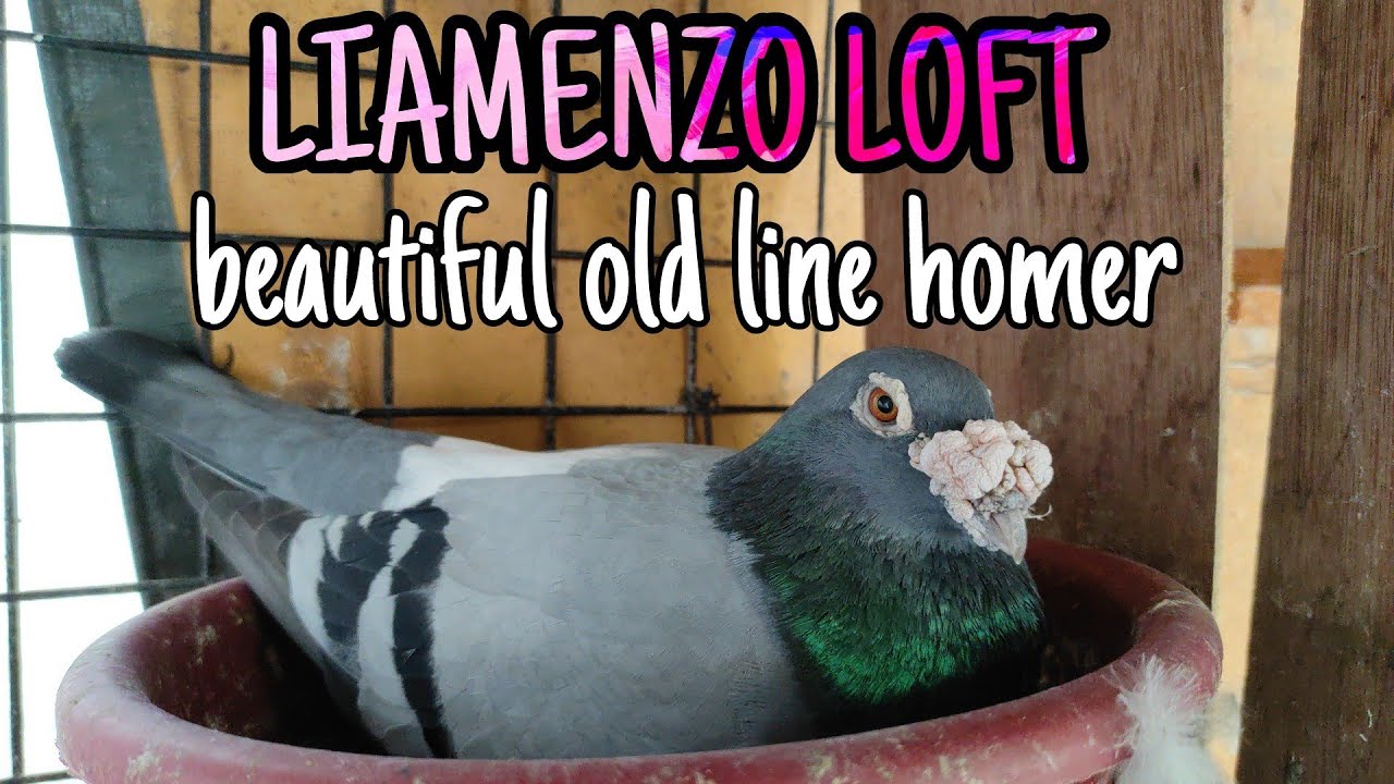 too many old line homers + english barbs+homing pigeon + love birds