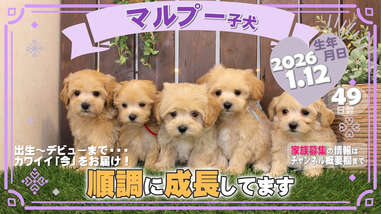 マルプー子犬｜2026.1.12生（49日齢）｜クリーム｜女の子・男の子｜滋賀県