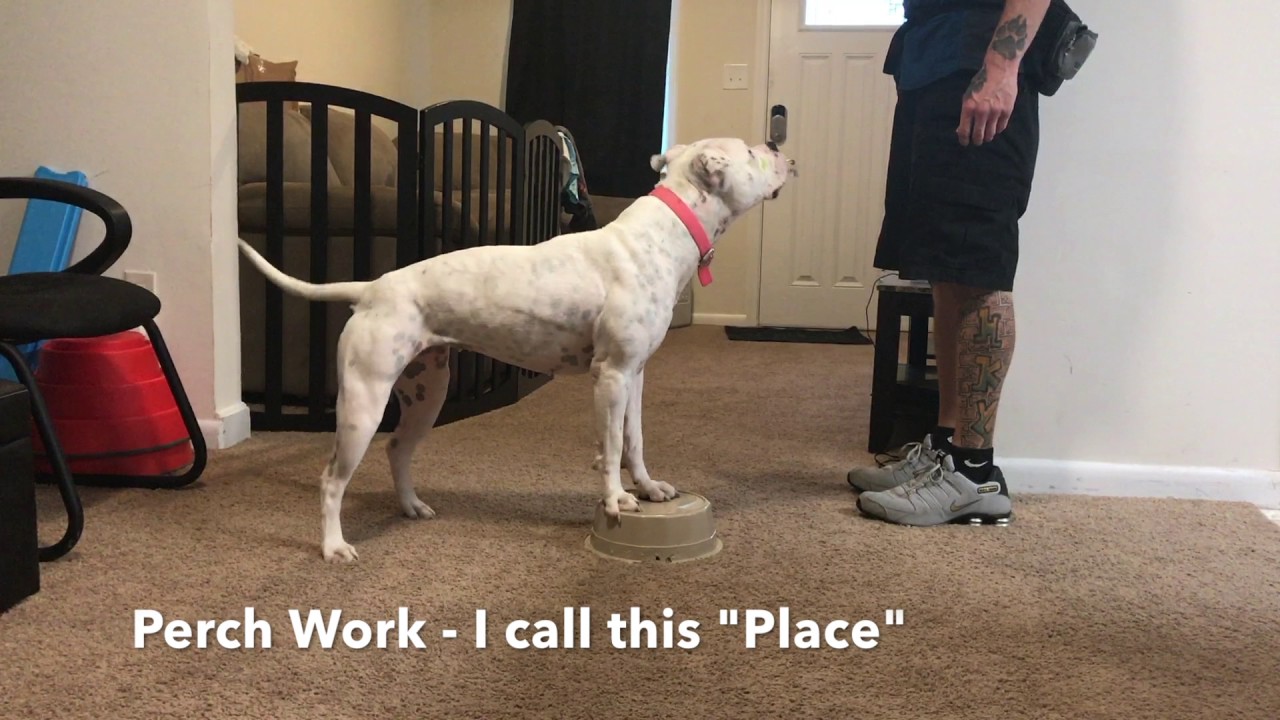 Do More With Your Dog - Intermediate trick video