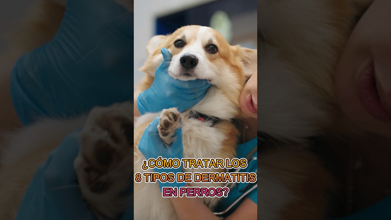 &iquest;COMO TRATAR TODOS LOS TIPOS DE DERMATITIS EN PERROS?