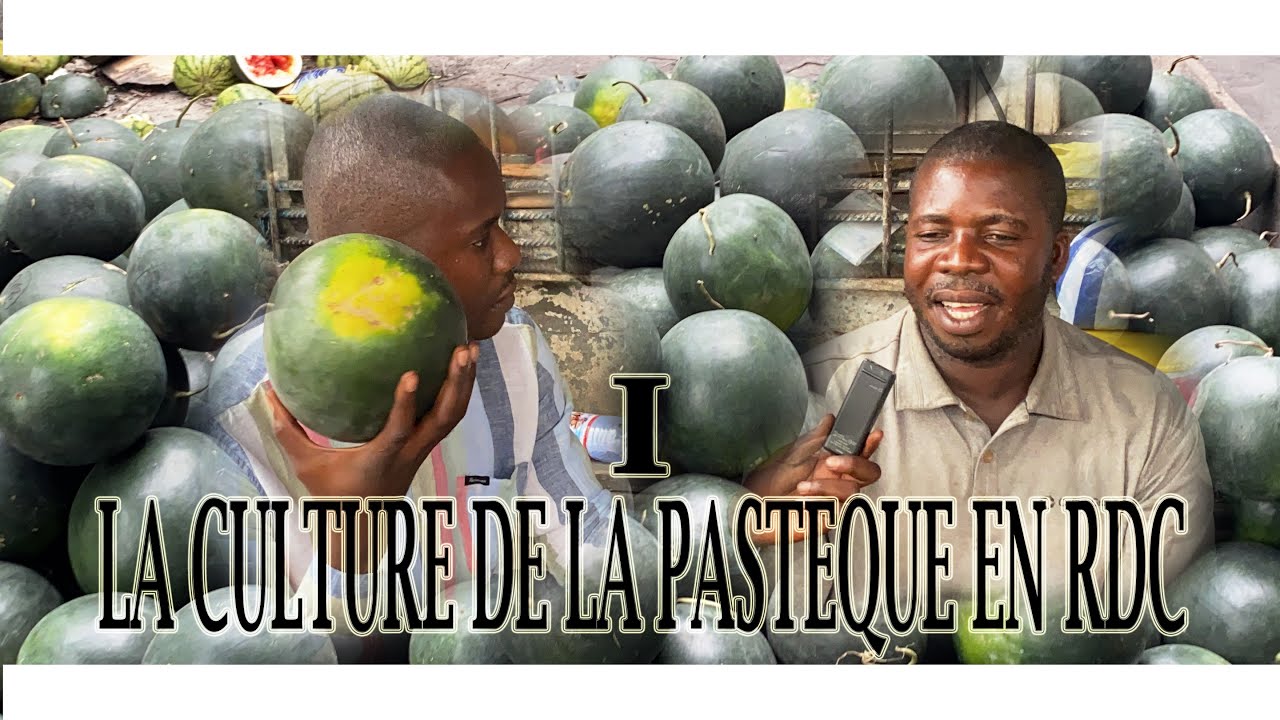 Réussir sa culture de la pastèques en RDC et devenir millionnaire du secteur FANTASTIC INFOS TV