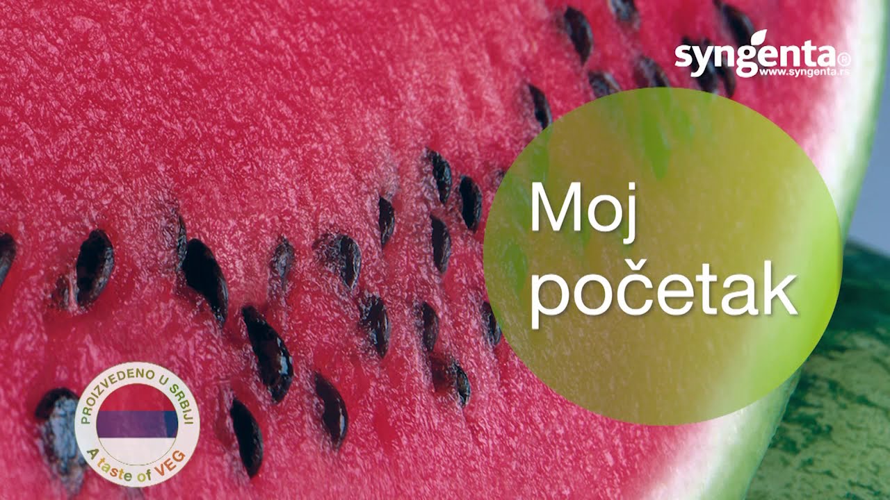 Mirsini i Karistan lubenice iz programa Syngenta na imanju u Deronjama
