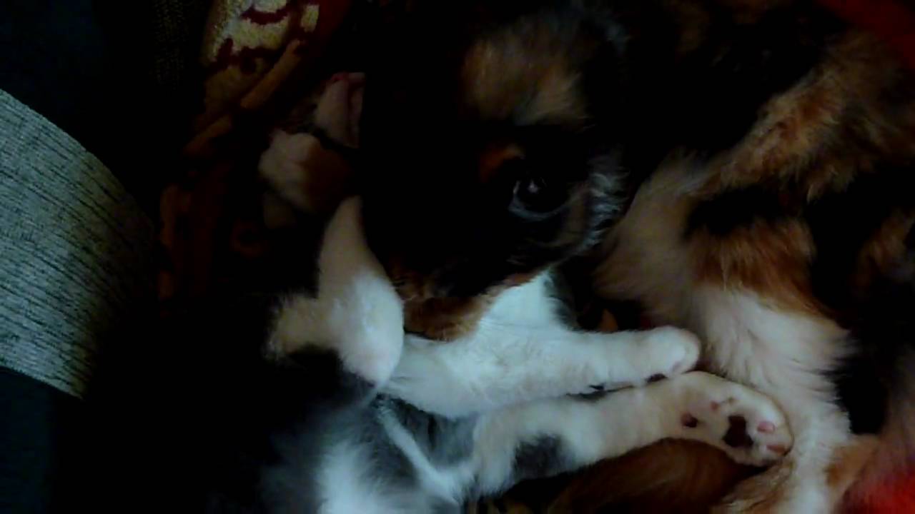Jocelyn und Charlie - Maine Coon vs. BKH