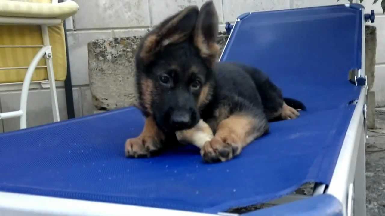 Full, cucciolo di pastore tedesco di 77 giorni, rosicchia un osso!