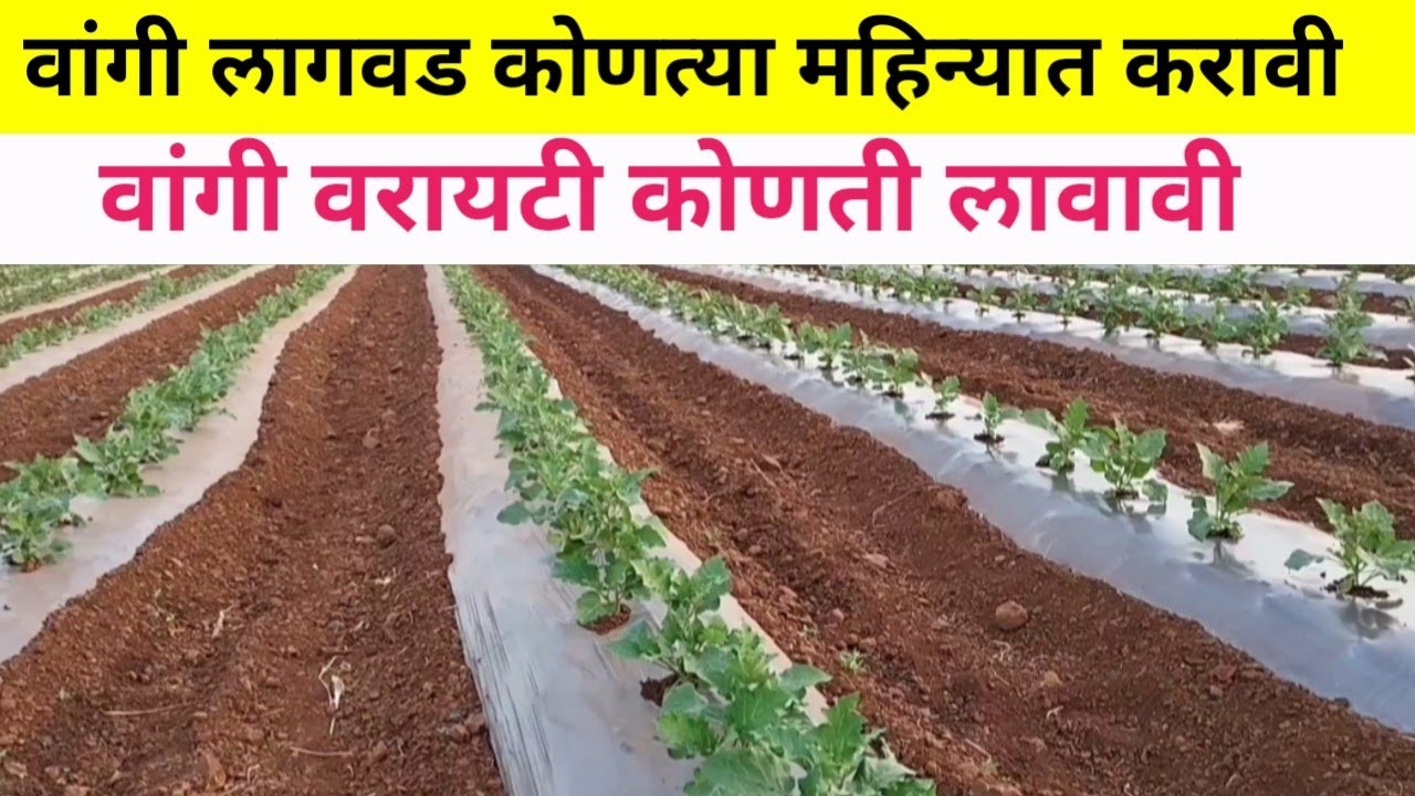 वांगी लागवड कोणत्या महिन्यात करावी | वांगी वरायटी कोणती लावावी | वांगी लागवड किती फुटावर करावी |
