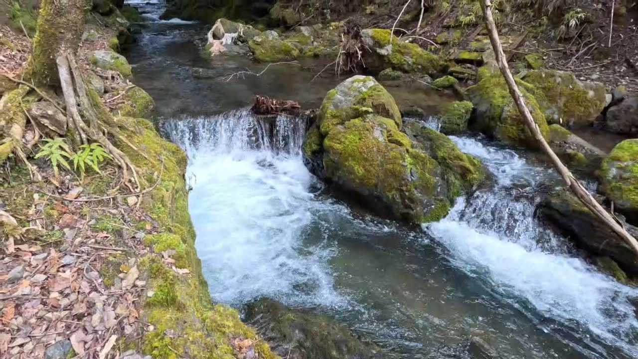 京都賀茂川渓流釣り（歴史深い桟敷ヶ岳から流れる祖父谷で良型アマゴがヒット）