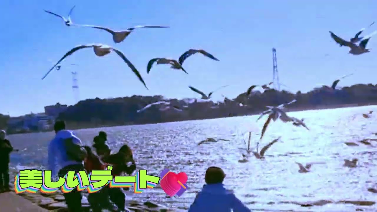 自然と人間🗾日本の手賀沼公園でカモメが楽しそうに舞い上がる光景。🎵：美麗的約會【叶夢音楽工作室 作品】「柏ふるさと公園～手賀沼をサイクリング見聞録」（令和8年1月10日撮影）