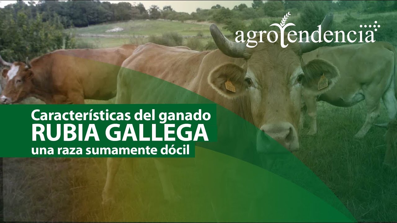 Ganado RUBIA GALLEGA | Características productivas de la raza