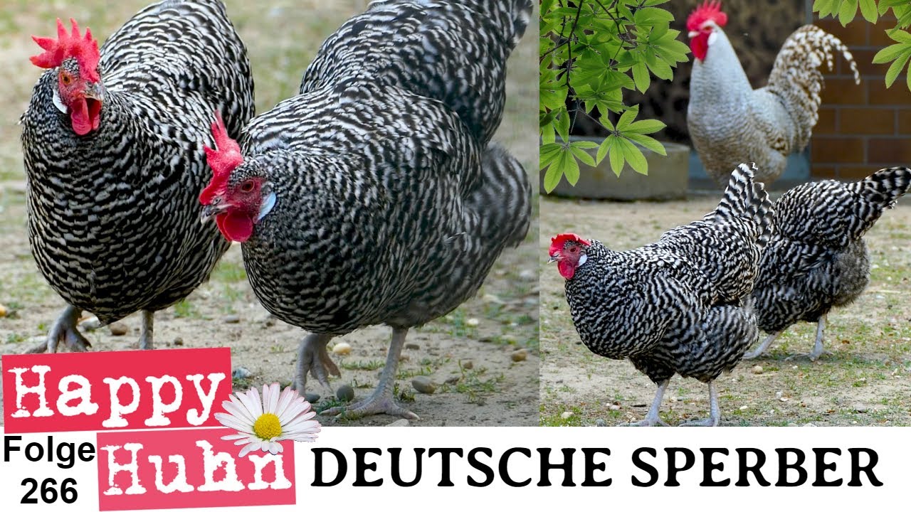 Deutsche Sperber-Hühner im Rasseportrait bei HAPPY HUHN E 266 - Gesperberte Hühnerrassen