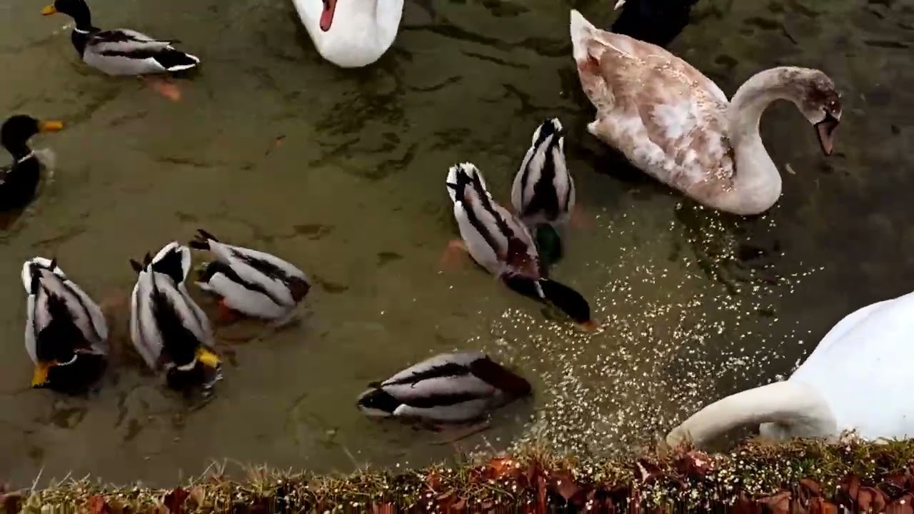 Winter Bird Feeding | Fight for Food | Swan Family Defends Their Meal 🦢❄️⚔️ #birds