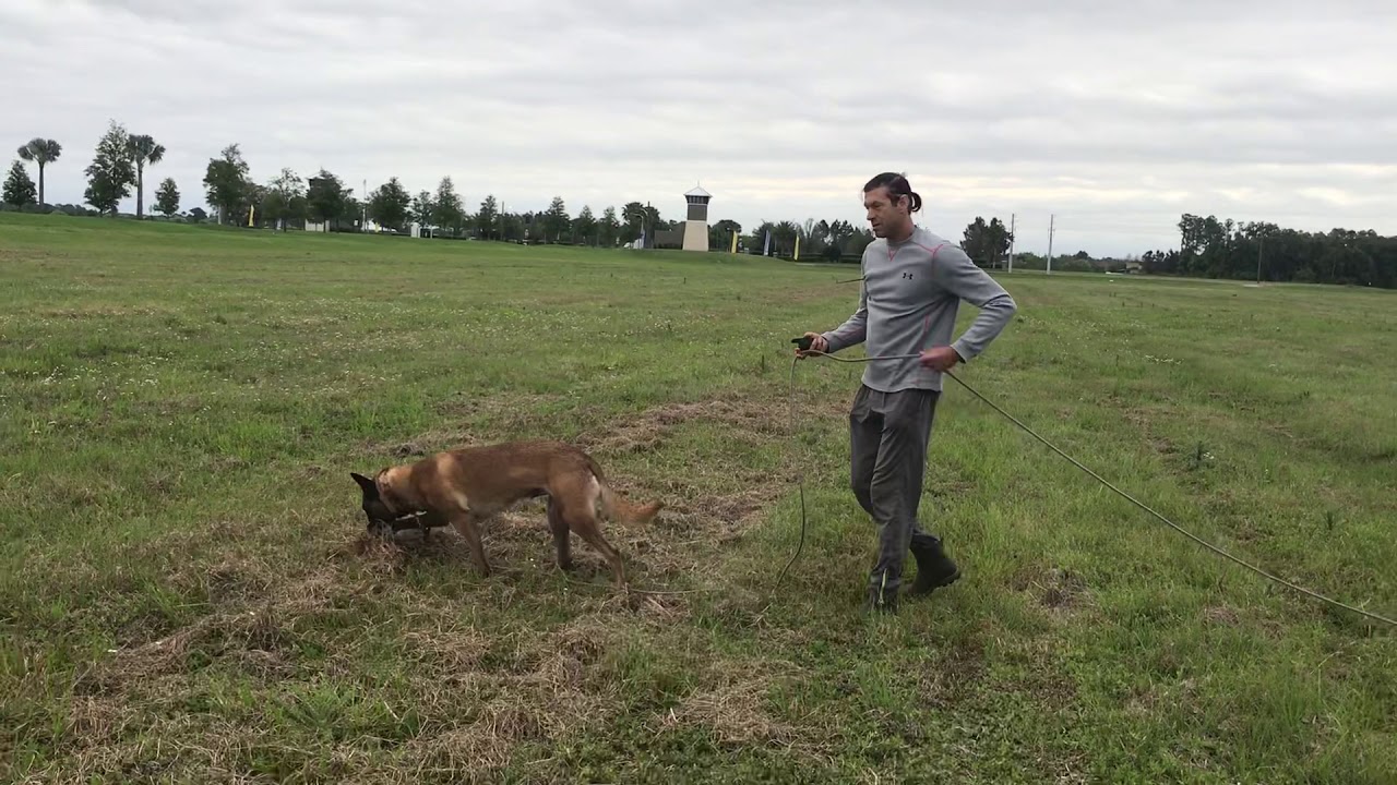 Tracking, nose work, Malinois