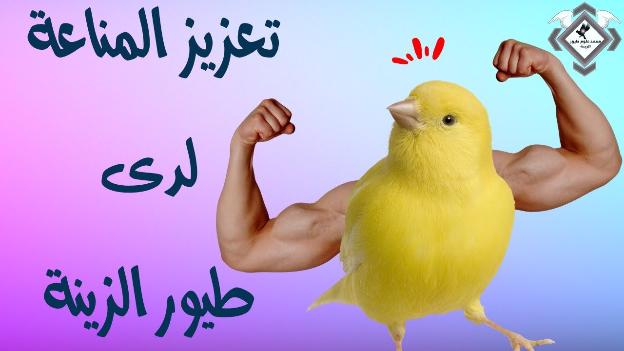 تعزيز مناعة طيور الزينة