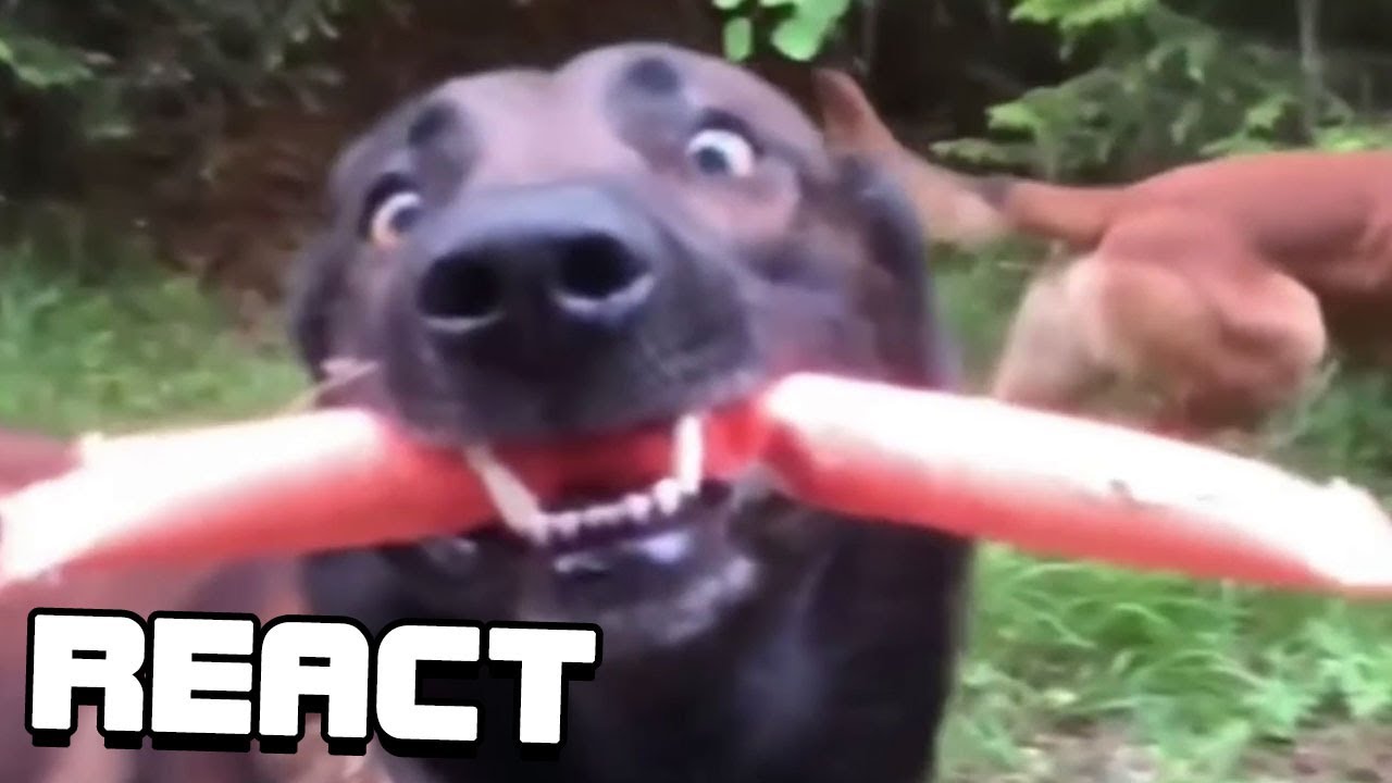 React: Totally Random #22
