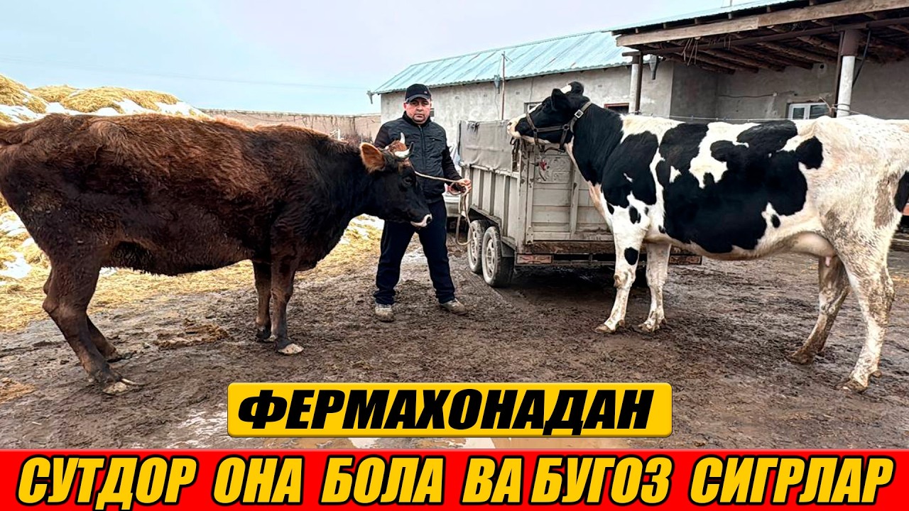 ФЕРМАДАН  СУТДОР  ОНА  БОЛА  ВА БУГОЗ  СИГРЛАР   САДУЛЛА  ОГА  ФЕРМАСИ