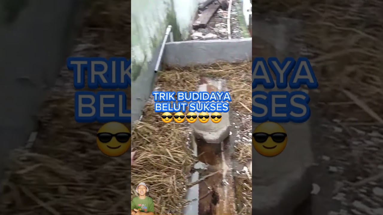 BUDIDAYA BELUT MODERN