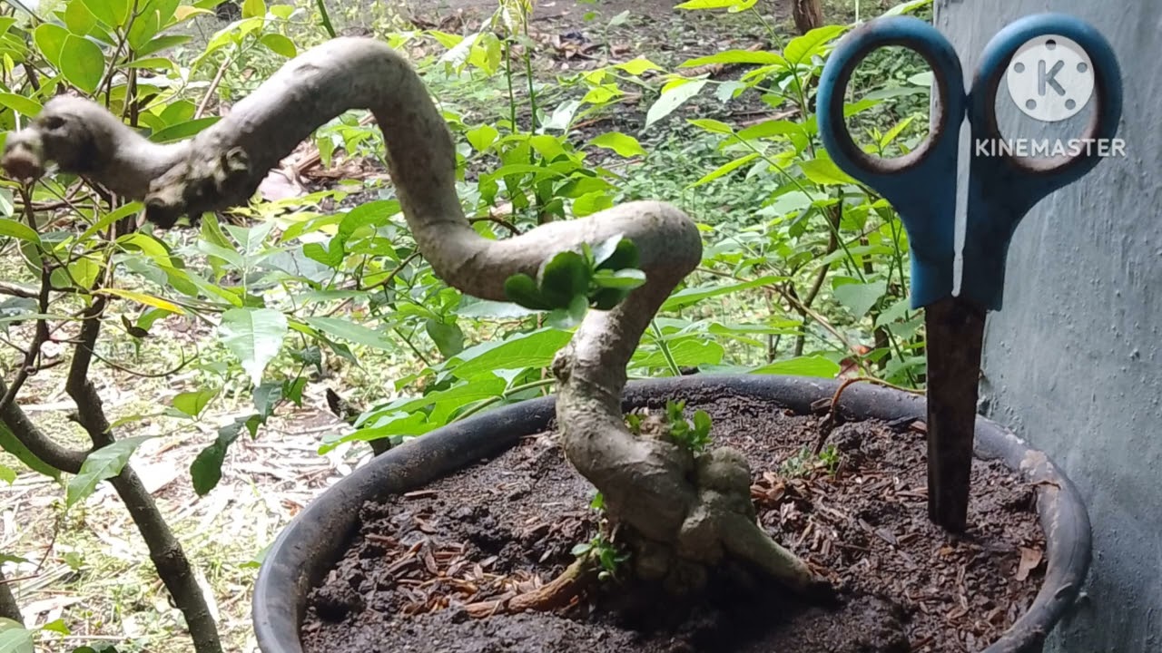 bonsai Sancang dijual wa 0895401231363