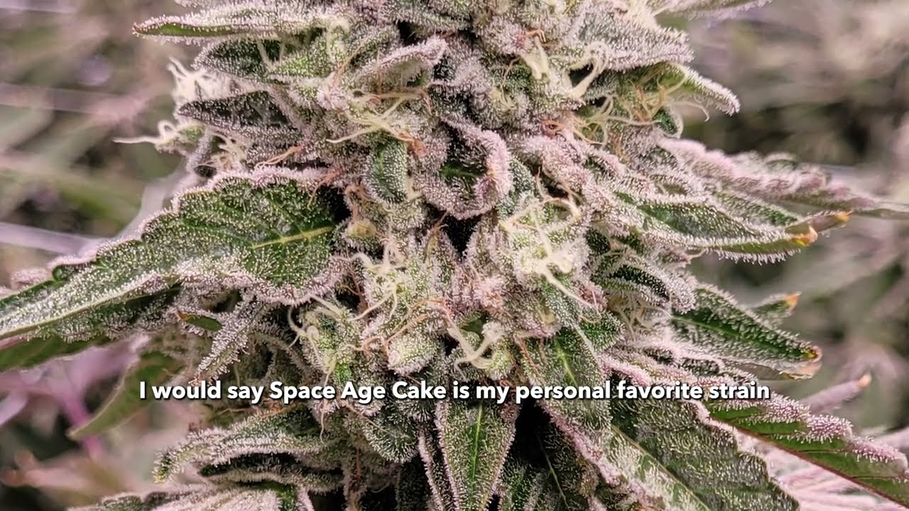 Trulieve's Expert Grower Shows Off His Favorite Modern Flower Strains