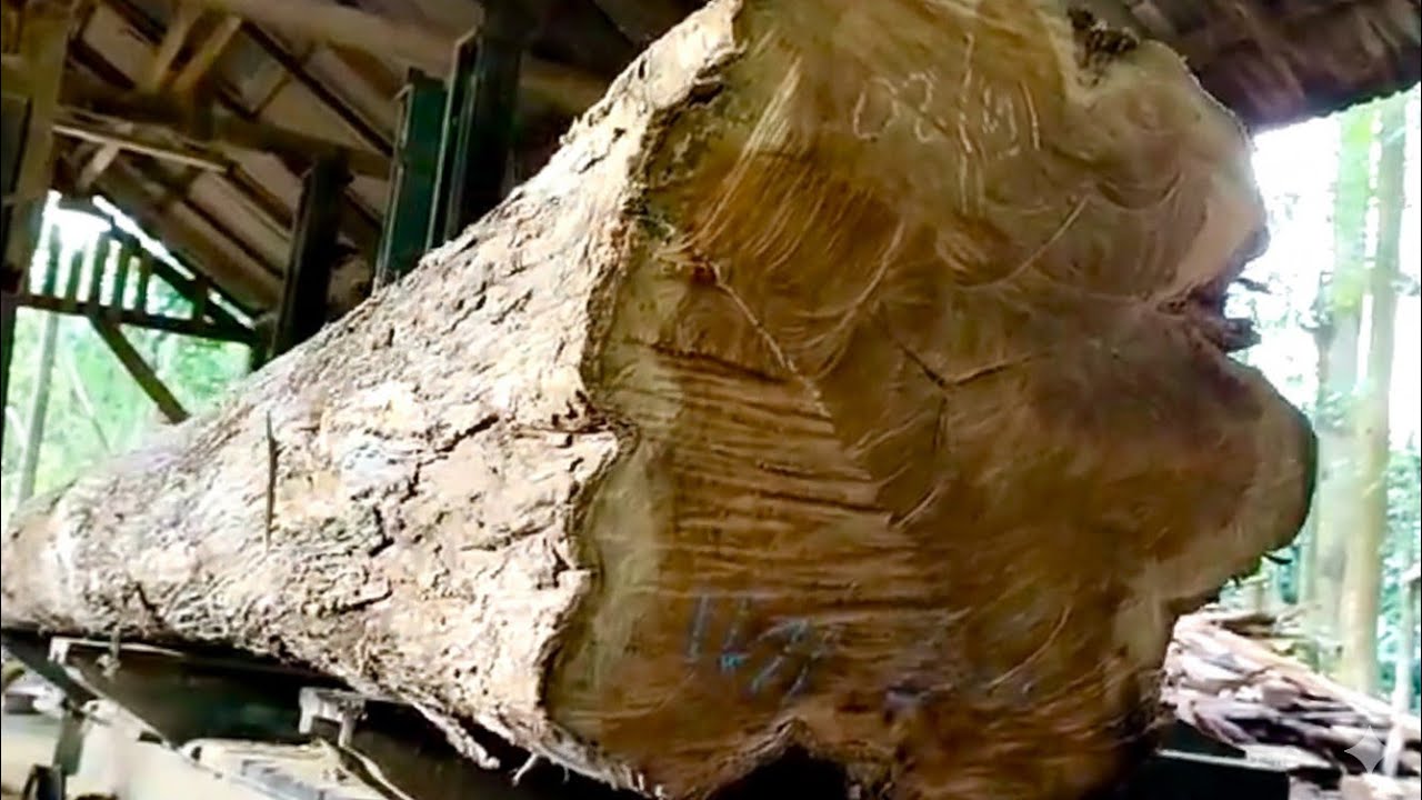 🌲В лесу (на лесопилке) были найдены большие и длинные старые куски тикового дерева🌲