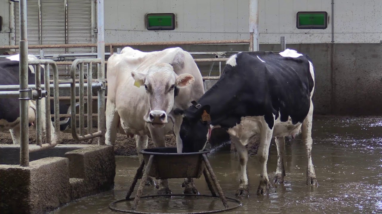 Alberta Dairy Farmer