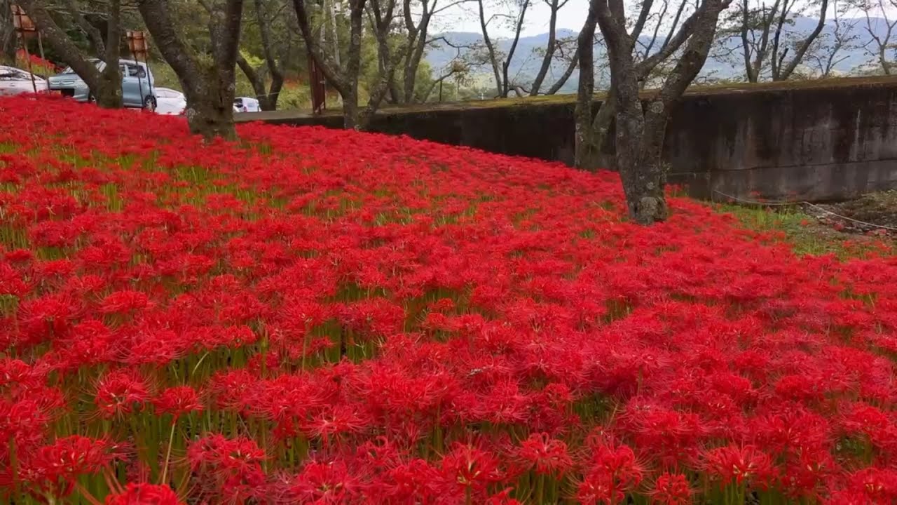 2024/09/24　超超超超超絶景です！　窪野彼岸花群生地　その９　〜愛媛県松山市〜