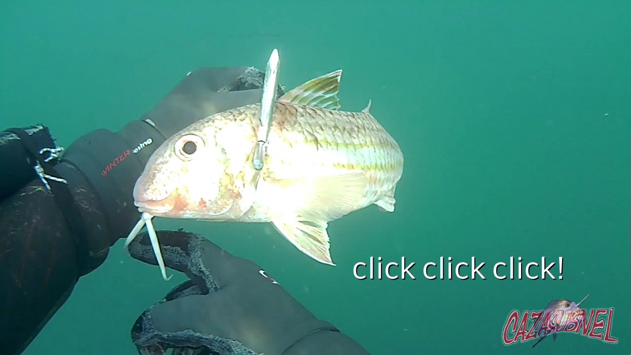 Pesca submarina Especial salmonetes