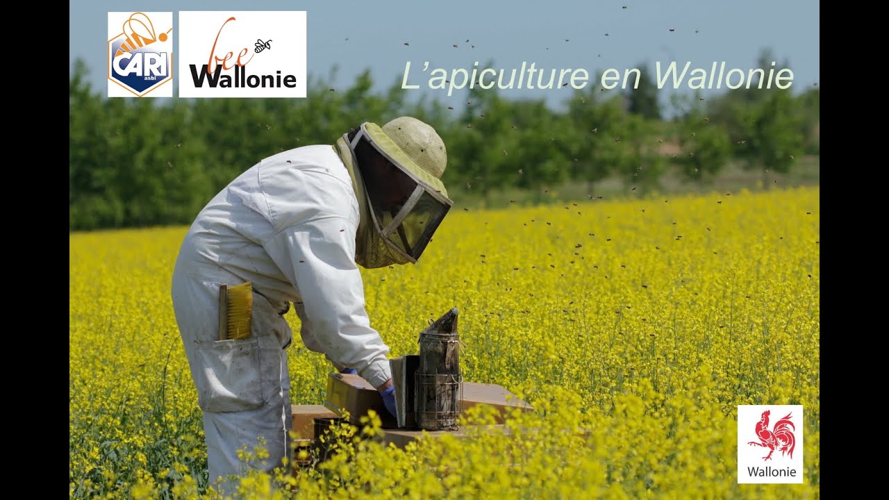 Les races d'abeilles