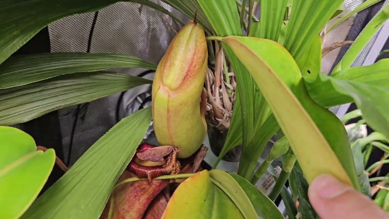 Highland Nepenthes Tour January 03, 2024