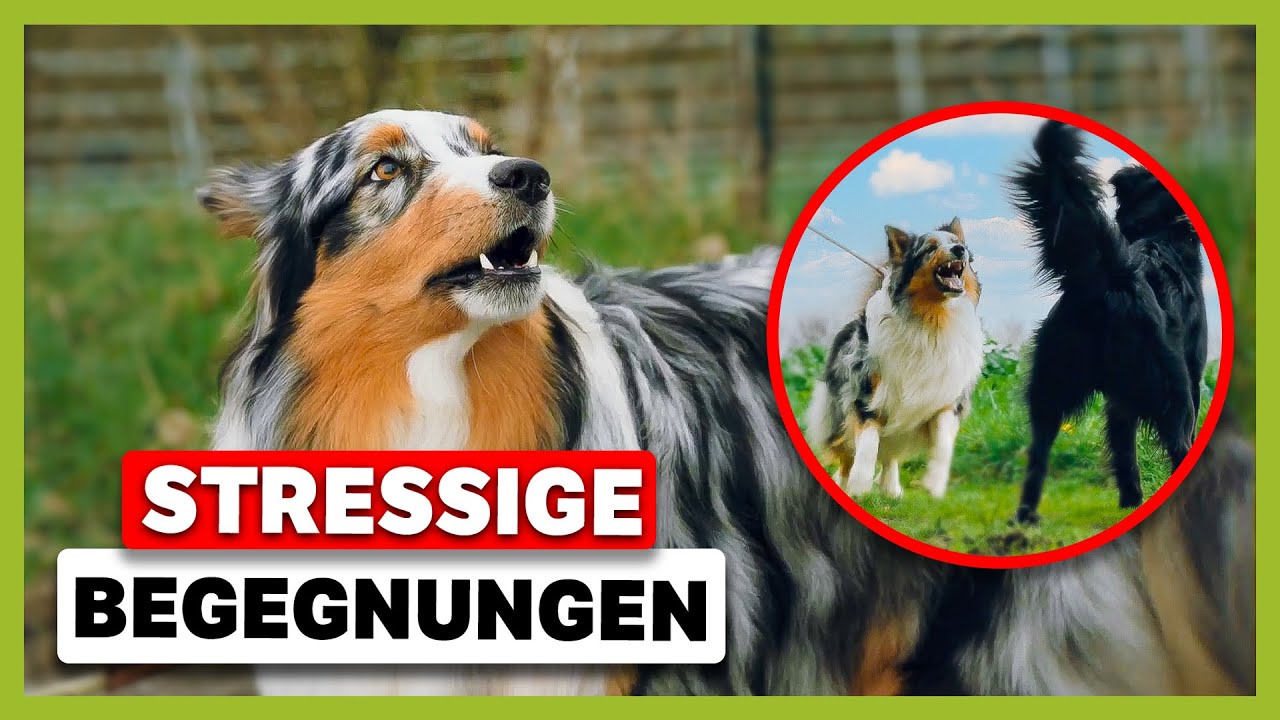 STRESSIGE Begegnungen mit Mensch und Hund: Australian Shepherd Buddy pöbelt | Live-Training
