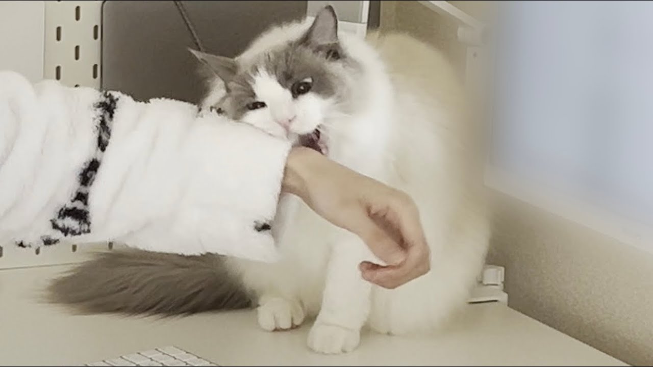 花粉症でくしゃみが止まらない飼い主に激怒してくるラグドール猫が怖すぎたw