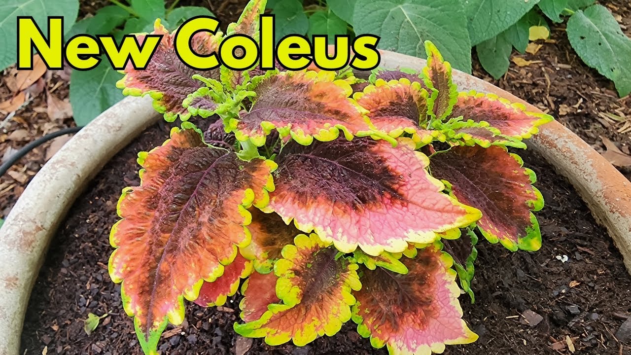 New Coleus  | shade garden recent order | Texas Gulf Coast Zone 9a/b