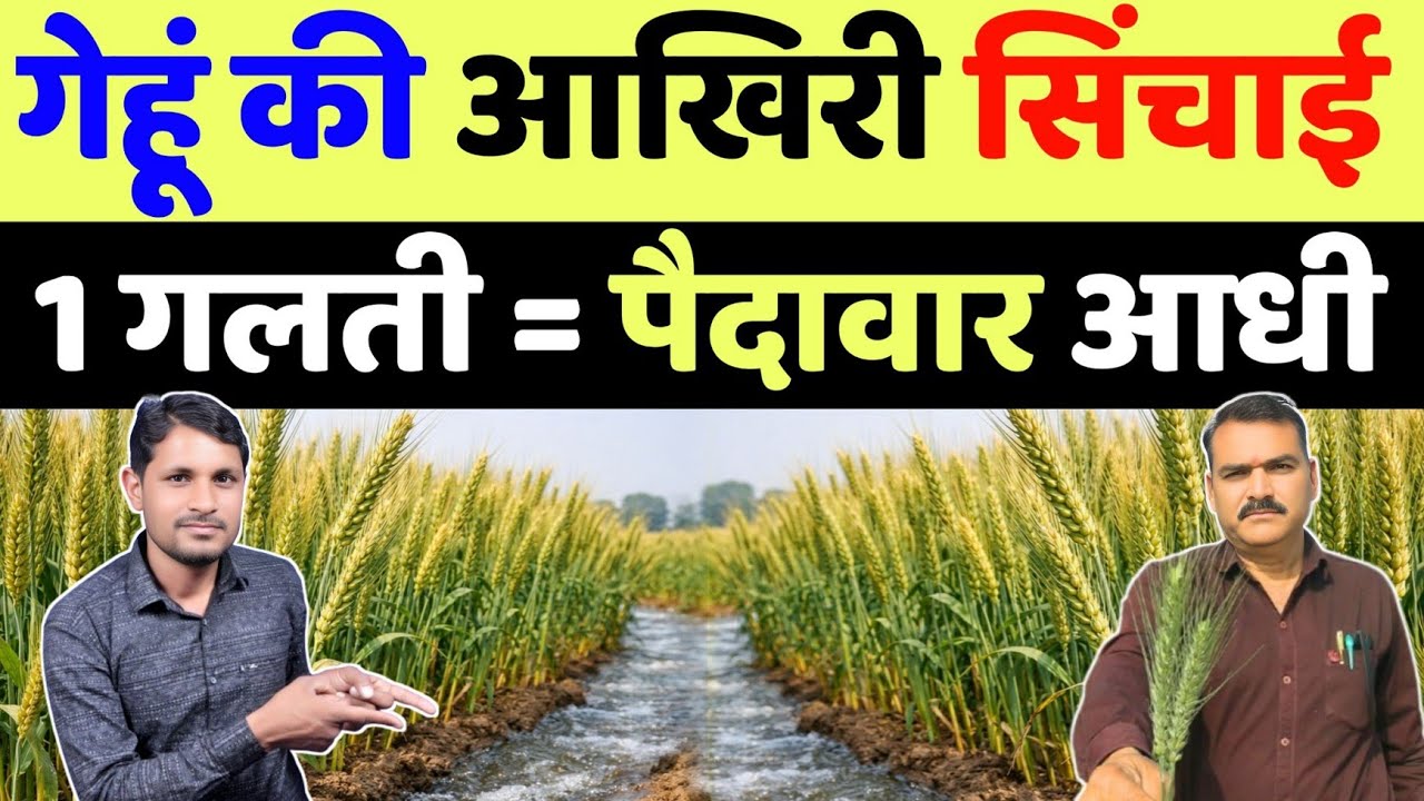 गेहूं की आखिरी सिंचाई में 1 गलती मत करना आधी पैदावार घट जाएगी | gehu me aakhri pani kab dena chahiye