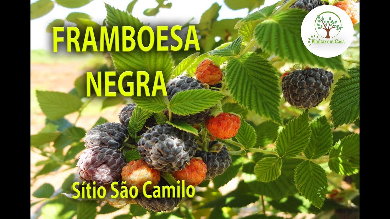 FRAMBOESA SILVESTRE, ESSA FRUTA SE MULTIPLICA