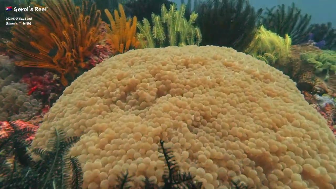 2024 July Day2 Ticao Dive