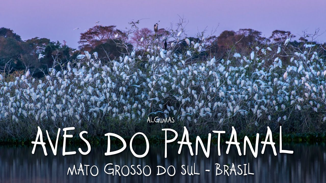 CONTEMPLATIVO - Aves do PANTANAL do Mato Grosso do Sul em observa&ccedil;&atilde;o de aves - por Leonardo Mer&ccedil;on