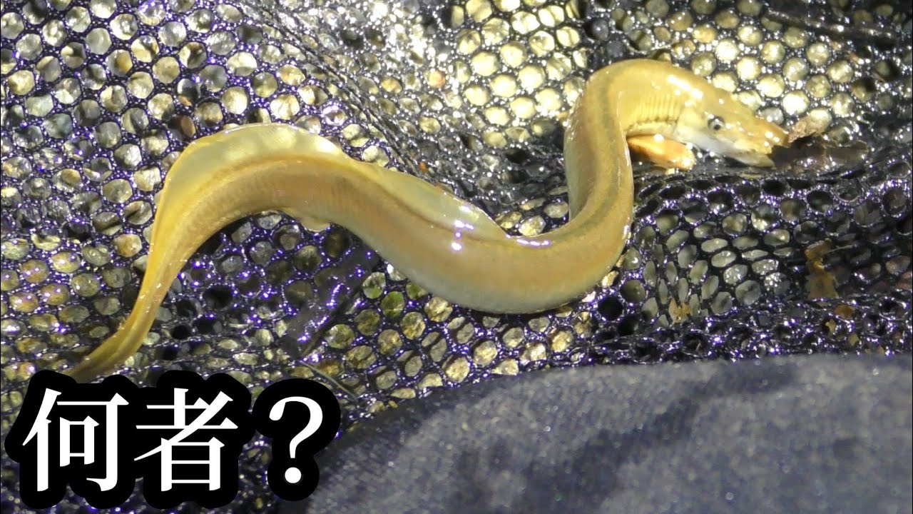 ドジョウでもウナギでもない希少生物を真冬の川で捕獲した【ガサガサ】