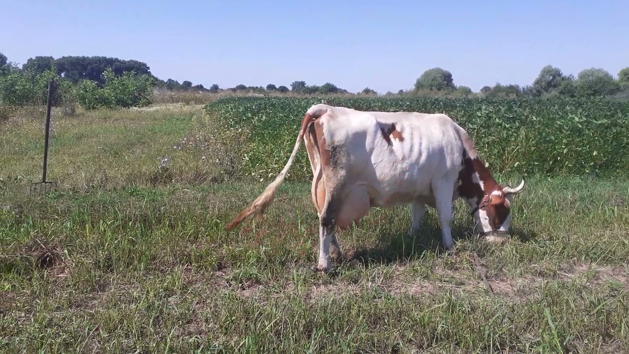 0210808 111400   Доить 2 или 3 вот в чем вопрос!