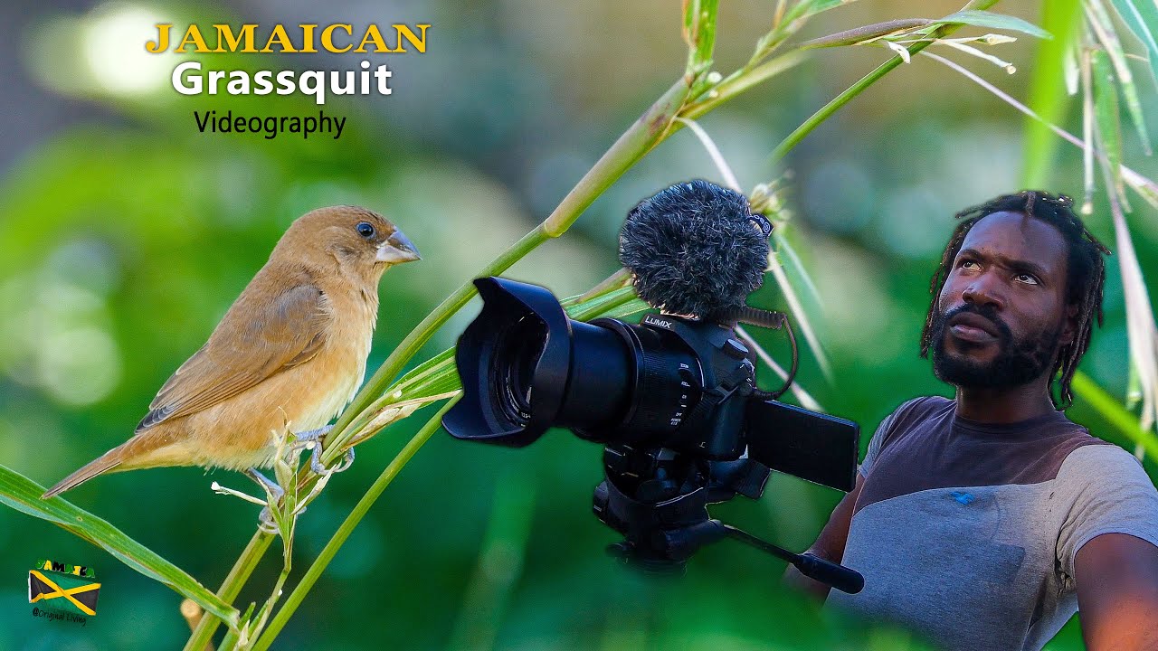 Bird watching In Housing scheme [ Grassquit ] Wildlife Videography