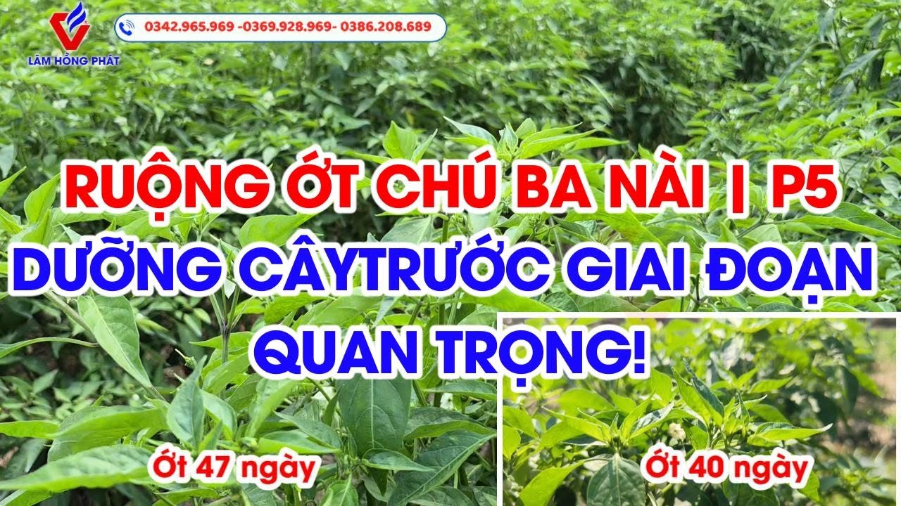 𝐑𝐔𝐎̣̂𝐍𝐆 𝐎̛́𝐓 𝐂𝐇𝐔́ 𝟑 – 𝐀𝐍 𝐆𝐈𝐀𝐍𝐆 | 𝐏5 : ỚT 47 NGÀY TUỔI – DƯỠNG CÂY CHO GIAI ĐOẠN QUAN TRỌNG SẮP TỚI!