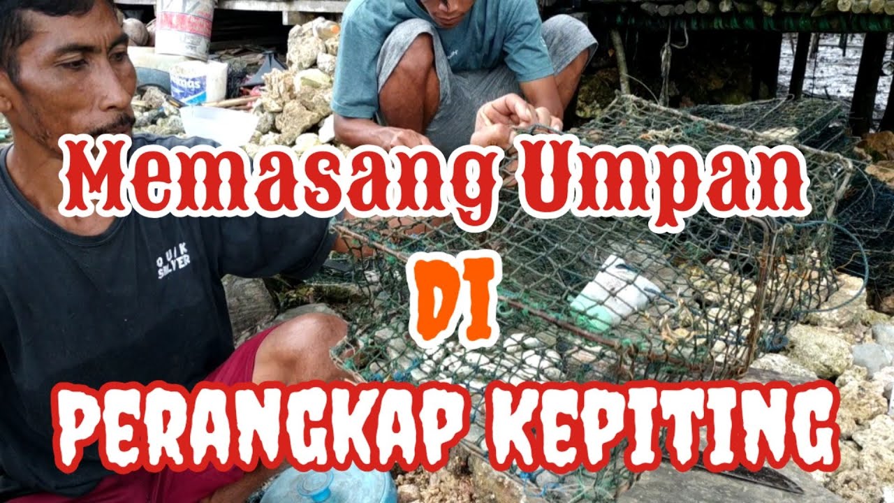 Cara Memasang Umpan Di Bubu Kepiting Bakau