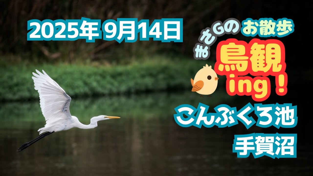 2025年9月14日 こんぶくろ池 手賀沼