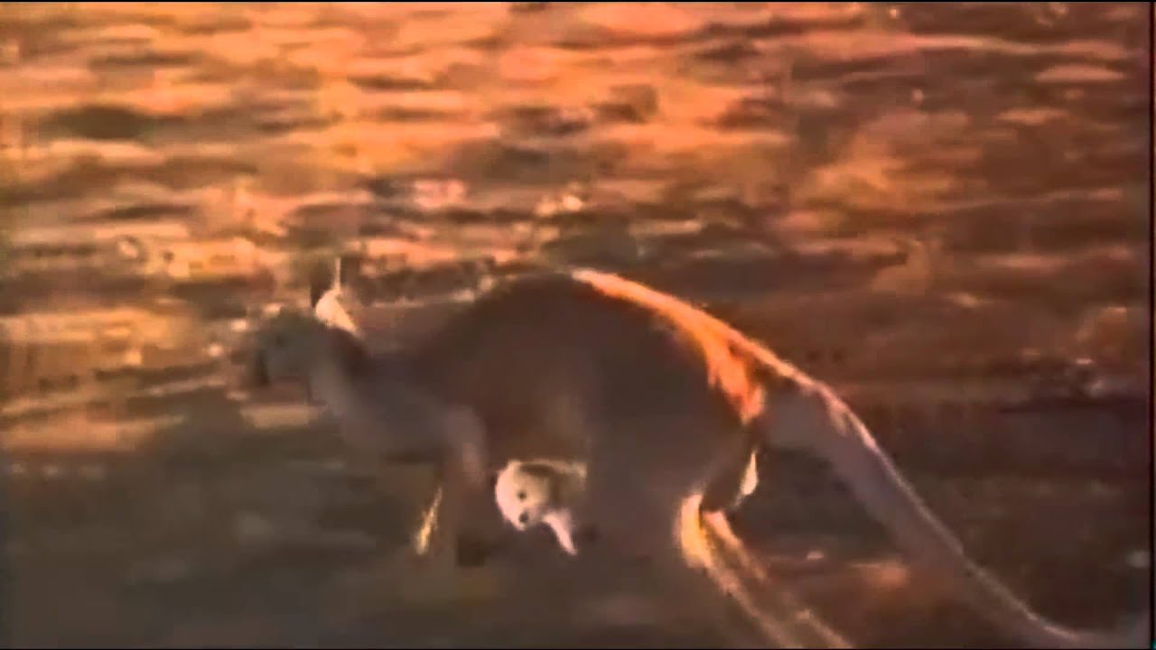 Napoleon - Kangaroo Song