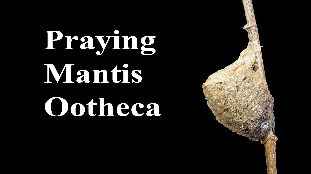 Praying Mantis Ootheca