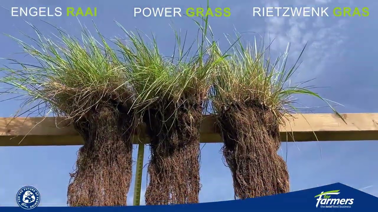 Wortellengte van gras maakt het veschil tijdens droogte -  TopGrass Hydro Power - ForFarmers